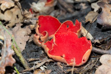 Kızıl elf fincanı, bilimsel adı Sarcoscypha coccinea