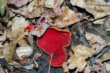 Kızıl elf fincanı, bilimsel adı Sarcoscypha coccinea