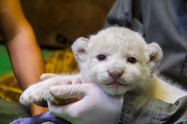 Beyaz Güney Afrika aslanı bebek, bilimsel adı Panthera leo krugeri