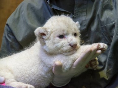 Beyaz Güney Afrika aslanı bebek, bilimsel adı Panthera leo krugeri