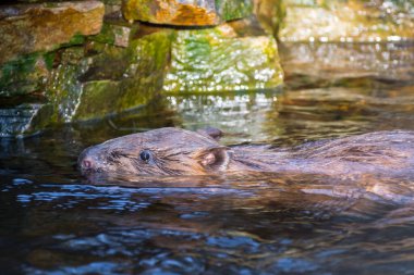 Sudaki Avrupalı kunduz, bilimsel adı Castor fiber.