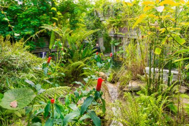 EMEN, NEtherlands - 20 EYLÜL. 2017: Vahşi Topraklar 'da orman tasarımı, Emmen hayvanat bahçesi