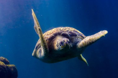 Yeşil deniz kaplumbağası. Bilimsel adı Chelonia mydas.
