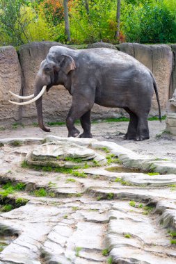 Asya fili, bilimsel adı Elephas maximus.