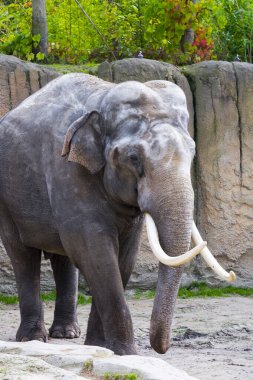 Asya fili, bilimsel adı Elephas maximus.