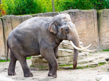 Asya fili, bilimsel adı Elephas maximus.