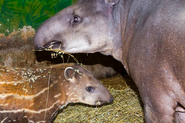 South American tapir mother and her baby — Stock Image South American tapir mother and her baby Stock Image