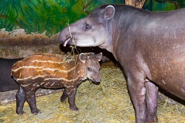 South American tapir mother and her baby — Stock Image South American tapir mother and her baby Royalty Free Stock Photos