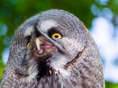 Ormandaki büyük gri baykuşun portresi