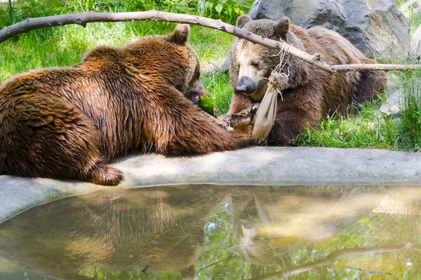 Brown Bear  San Diego Zoo Animals & Plants