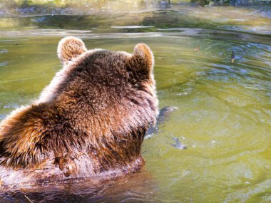 Avrupa kahverengi ayısı, bilimsel adı Ursus arctos.
