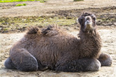 Bactrian deve yavrusu. Bilimsel adı Camelus bactrianus.