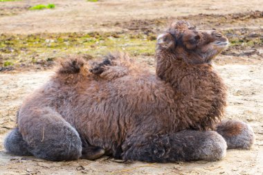 Bactrian deve yavrusu. Bilimsel adı Camelus bactrianus.