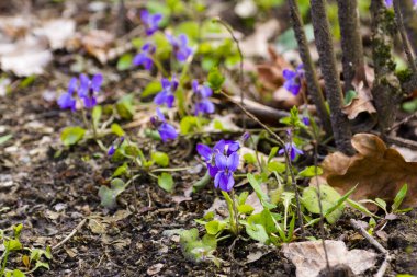 Tatlı menekşe, bilimsel adı Viola odorata.