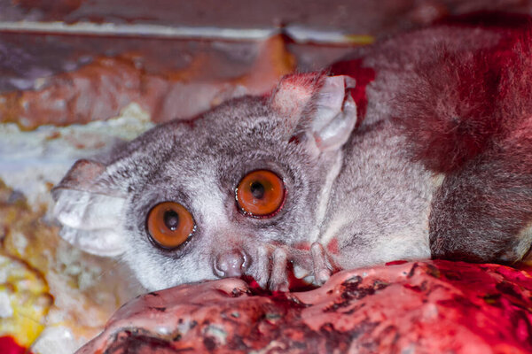 Senegal bushbaby, its scientific name is Galago senegalensis