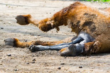 Bir Bactrian deve yavrusunun doğuşu, bilimsel adı Camelus bactrianus 'tur.