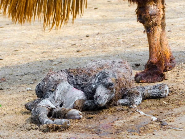 Potro Camelo Bactriano Seu Nome Científico Camelus Bactrianus — Fotografia de Stock