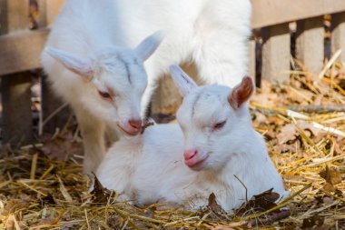 Evcil keçi çocuk, bilimsel adı Capra hircus.