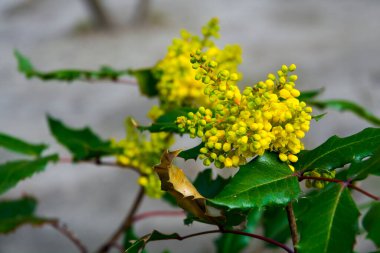 Kutsal çiçeklerin bilimsel adı Ilex aquifolium 'dur.