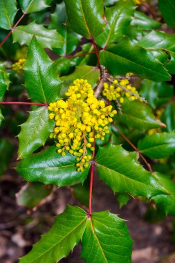 Kutsal çiçeklerin bilimsel adı Ilex aquifolium 'dur.