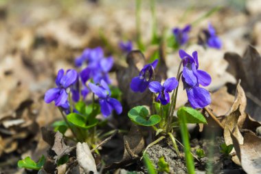 Tatlı menekşe, bilimsel adı Viola odorata.
