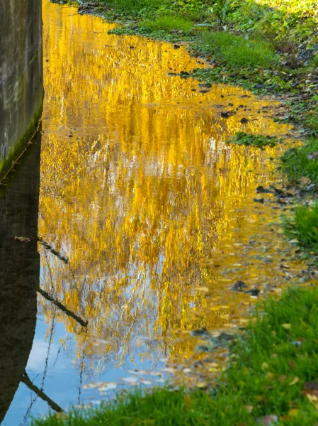 Reflexão Folhas Coloridas Uma Poça Balatonkenese — Fotografia de Stock