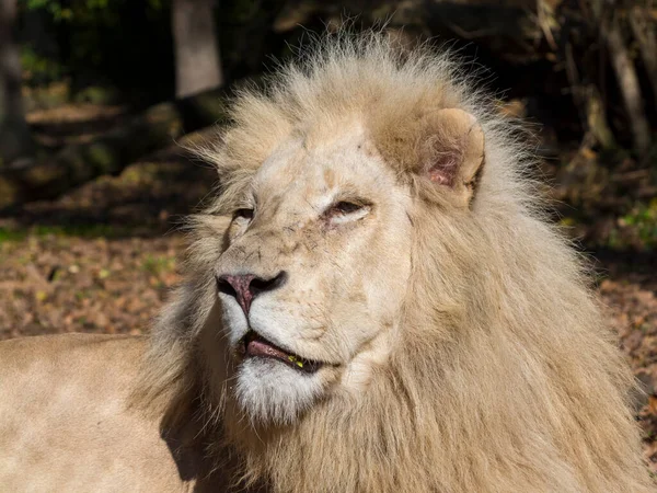 Leone Bianco Sudafricano Suo Nome Scientifico Panthera Leo Krugeri — Foto Stock