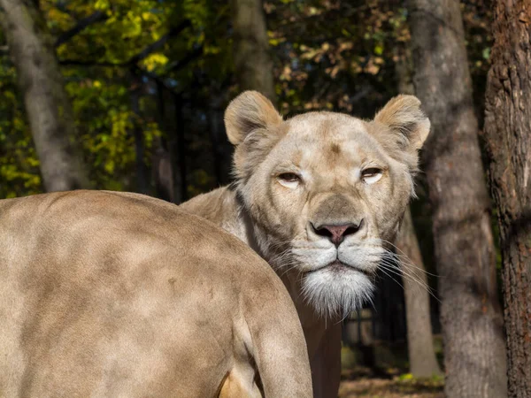 Vita Sydafrikanska Lejon Dess Vetenskapliga Namn Panthera Leo Krugeri — Stockfoto