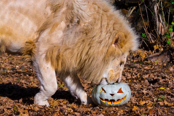 Bílý Jihoafrický Lev Jeho Vědecké Jméno Panthera Leo Krugeri Halloween — Stock fotografie