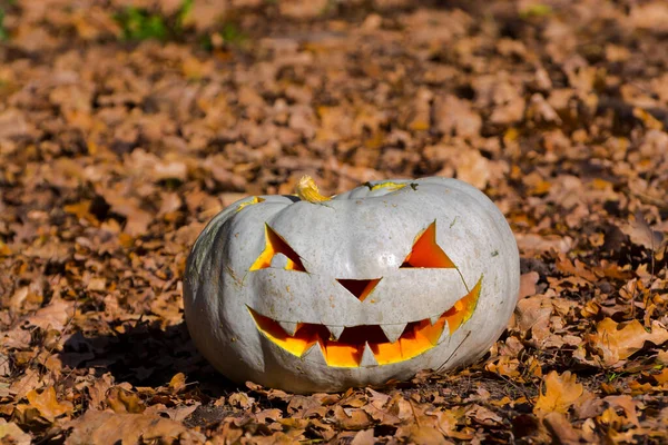 Vyřezávaná Halloween Dýně Podzimním Lese — Stock fotografie