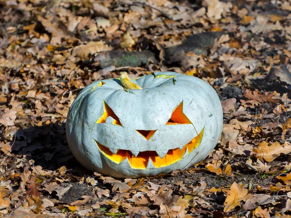 Vyřezávaná Halloween Dýně Podzimním Lese — Stock fotografie