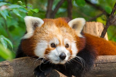 Kırmızı ya da Küçük Panda, bilimsel adı Ailurus fulgens