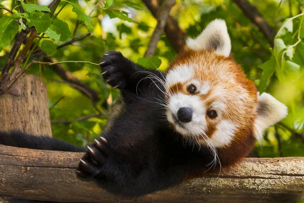 Roter Oder Kleiner Panda Wissenschaftlicher Name Ailurus Fulgens — Stockfoto