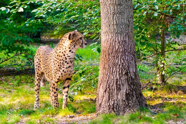 Гепард Гепард Научное Название Acinonyx Jubatus — стоковое фото