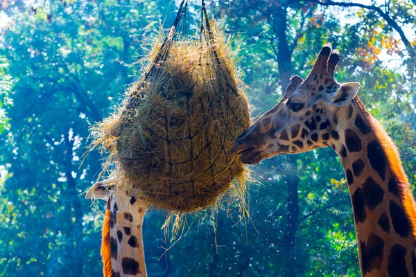 Feeding Rotschild Baringo Giraffe Its Scientific Name Giraffa Camelopardalis Rotschildi — Stock Photo, Image