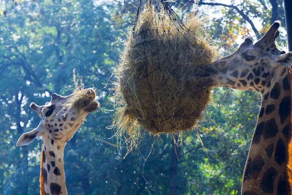 Feeding Rotschild Baringo Giraffe Its Scientific Name Giraffa Camelopardalis Rotschildi — Stock Photo, Image