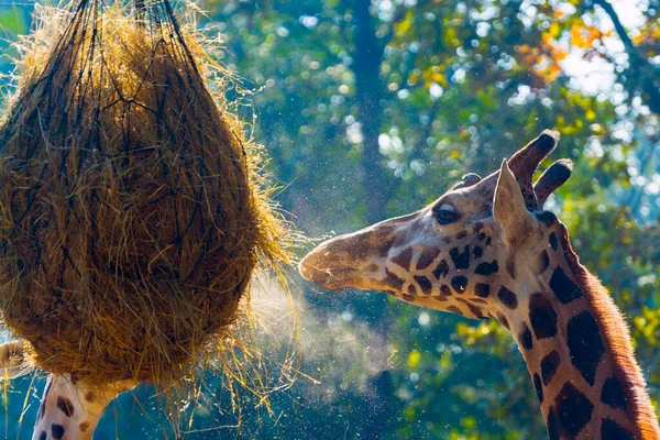 Feeding Rotschild Baringo Giraffe Its Scientific Name Giraffa Camelopardalis Rotschildi — Stock Photo, Image