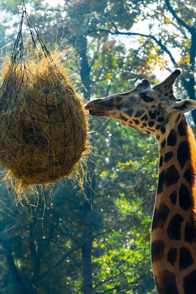 Fütterung Einer Rotschild Oder Baringo Giraffe Ihr Wissenschaftlicher Name Ist — Stockfoto