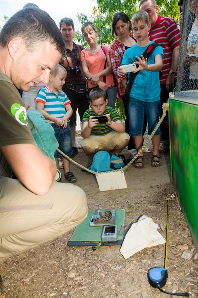 헝가리 초원의 독사를 조사하고 측정하는 모습 — 스톡 사진
