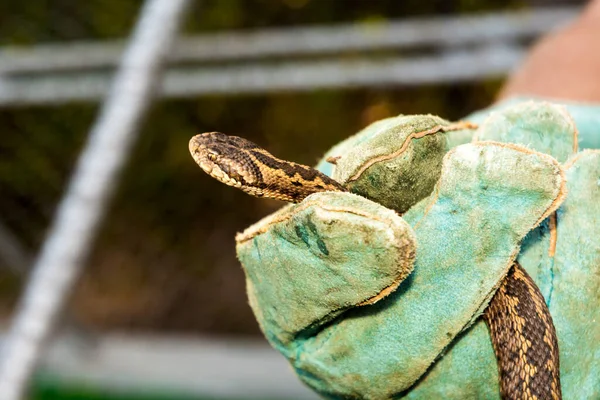 Examination and measurement of a Hungarian meadow viper — Stock Photo, Image