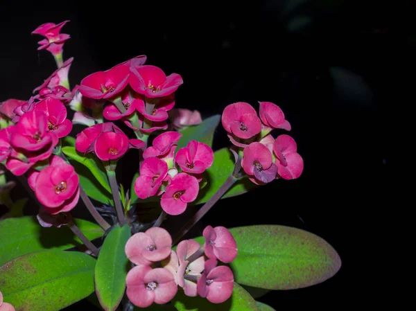 Corona di spine o pianta di Cristo o fiori di spina di Cristo — Foto Stock