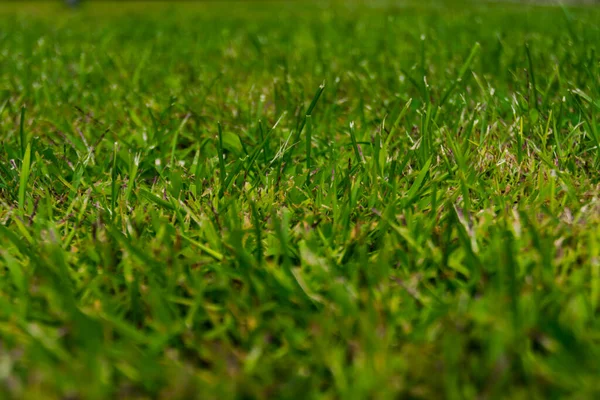 Zelená tráva v létě v zahradě — Stock fotografie