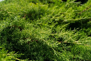 Doğu Redcedar yapraklarının arkaplan fotoğrafı