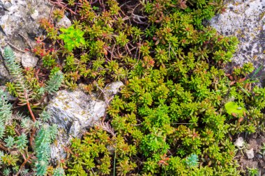 Yaz bahçesinde taşlı bir taş.