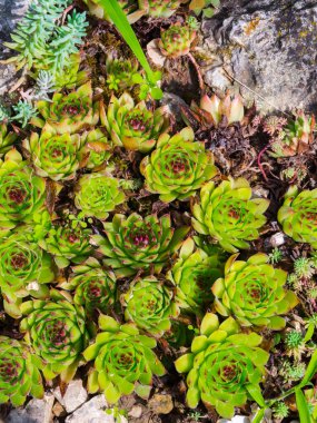 Kaya bahçesindeki evlerin tarlası