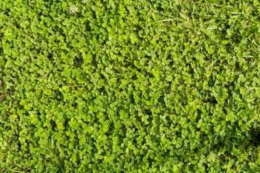 Yaz aylarında yonca tarlası ya da folyo bitkileri