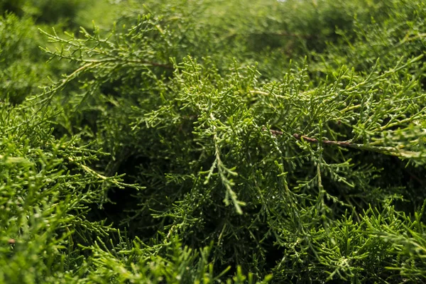 Background photo of an eastern redcedar leaves — Stock Photo, Image