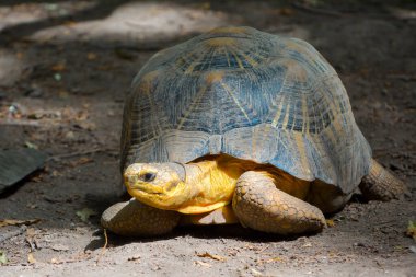 Radyasyonlu kaplumbağa. Bilimsel adı Astrochelys Radiata.