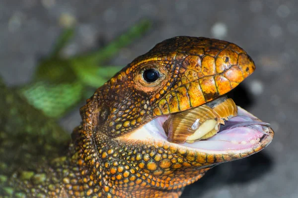 Lézard Caïman Nord Mange Escargot Son Nom Scientifique Est Dracaena — Photo