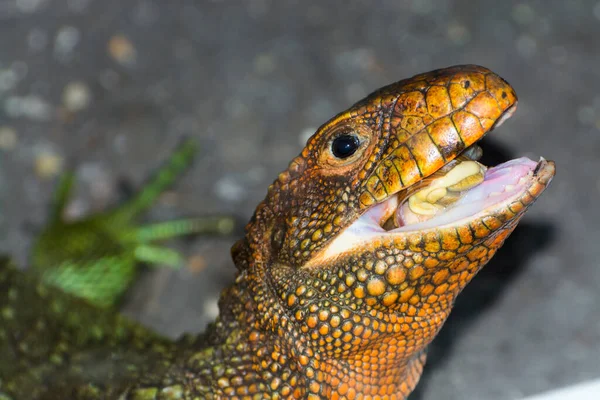 Lézard Caïman Nord Mange Escargot Son Nom Scientifique Est Dracaena — Photo